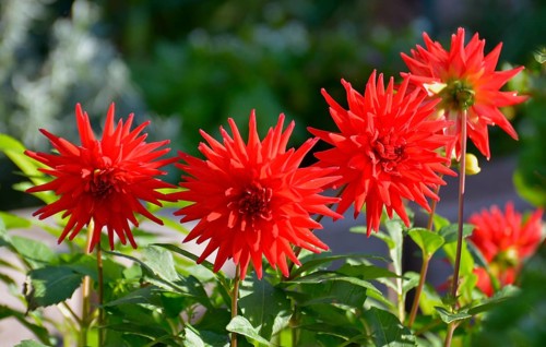 Anemone flowering red dahlias in the garden