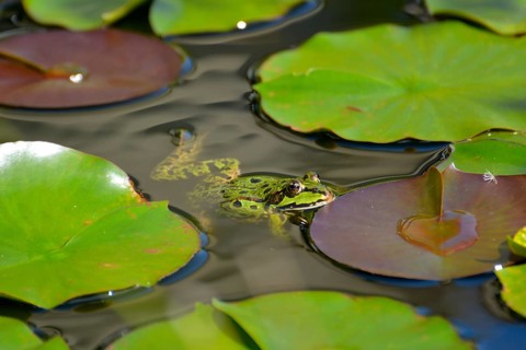 Water frog in the lily pond
