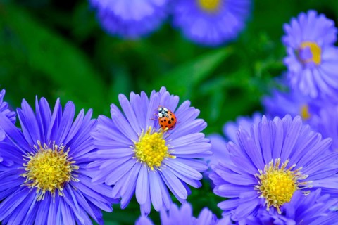 Blue Autumn Aster with Ladybird in the Garden