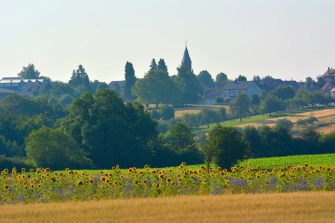 Maulbronn : Sunflower