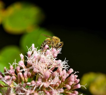 Honey