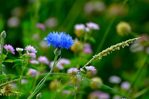 Cornflowers blooming in the field