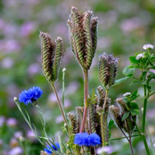 Cornflowers blooming in the field
