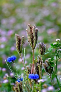 Cornflowers blooming in the field