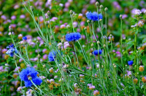 Cornflowers blooming in the field