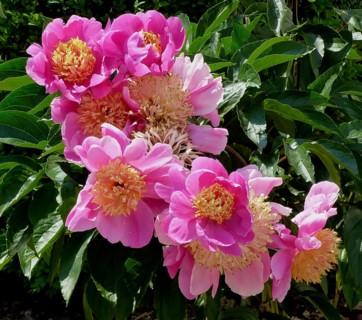 Peonies flowering in the garden