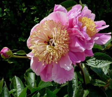 Peonies flowering in the garden