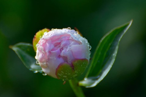 Peony Bud with Water Drops