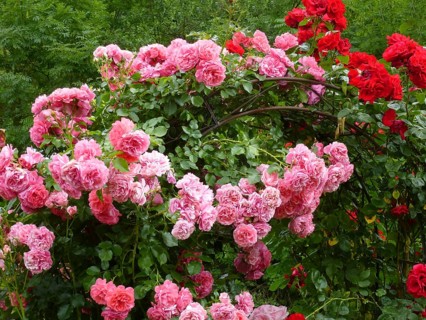 Various climbing roses on the rose arch in the garden