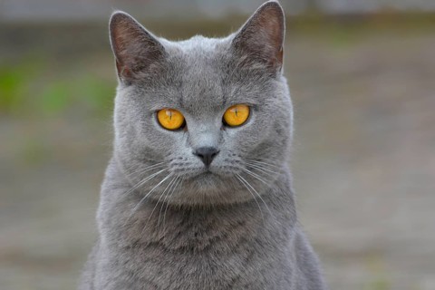 Carthusian