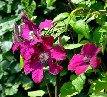 Purple Clematis Hybrid flowering in the garden
