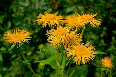 Inula