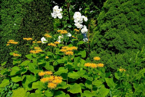 Inula