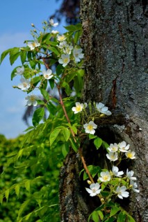 Hedge roses on the tree trunk in the garden
