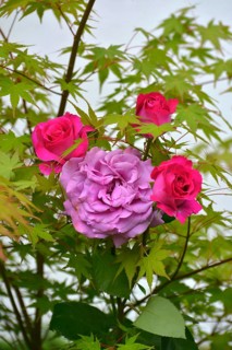 Roses blooming in the maple tree