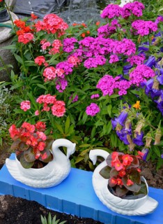 Begonias in bloom in the swan pot in the garden with bearded carnations