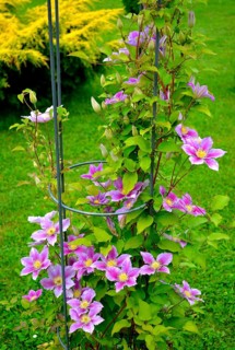Clematis hybrid flowering in the garden on the climbing frame