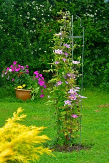 Clematis hybrid flowering in the garden on the climbing frame