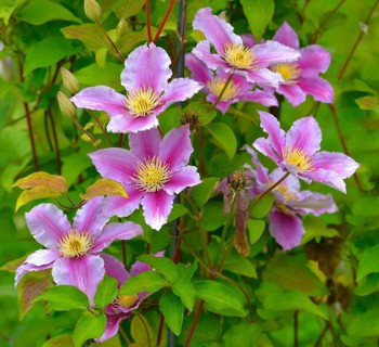 Clematis hybrid flowering in the garden
