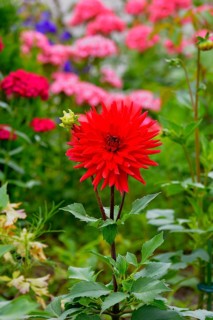 Flower Garden Red Cactus Dahlia