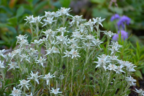 Edelweiss blooming in the garden