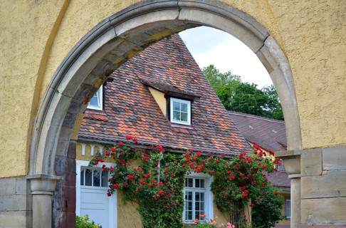 Red climbing roses on house facade