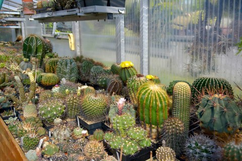 Cacti collection