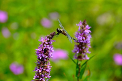 Purple loosestrife