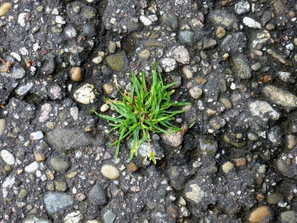 Grass tuft grows out of asphalt