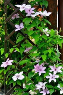 Clematis brightly flowering in the garden on the climbing frame