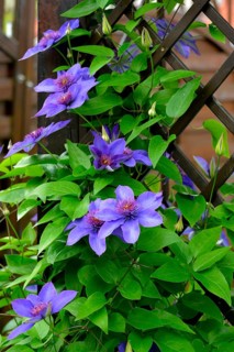 Clematis blue flowering in the garden on the climbing frame