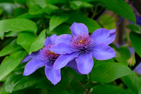 Clematis blue flowering in the garden on the climbing frame
