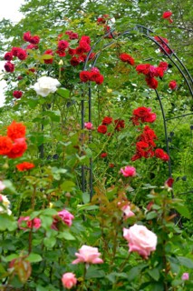 Rose arch