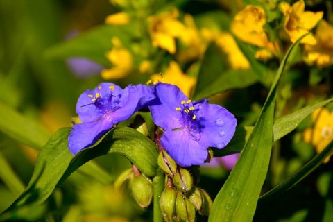 Dayflowers