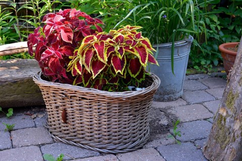 Coleus nettle