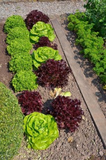 Farm garden