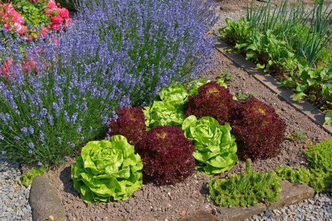 Farm garden