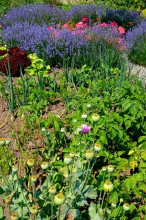 Farm garden