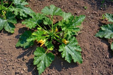 Peasant Garden Zuchini in the Garden with Flowering