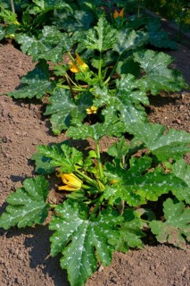 Zuchini in the garden with flower