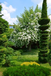 White rose tree in the garden