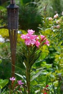 Flowering oleander