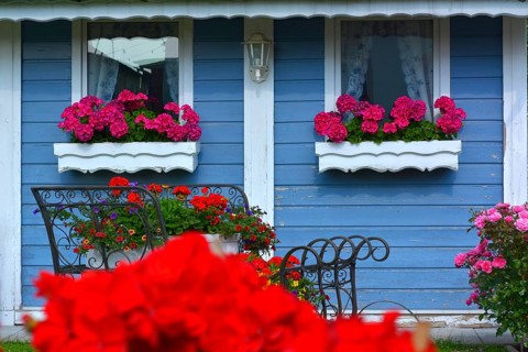 Red geraniums flowering in a box