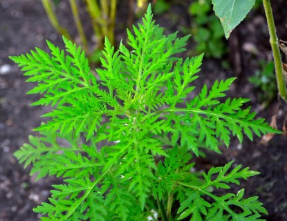 Ragweed in the garden