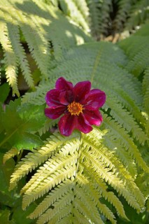 Red single flowering dahlia growing from fern in the garden