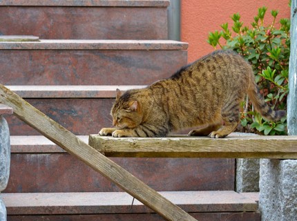 Domestic cat mackerel claws sharpening on wooden board