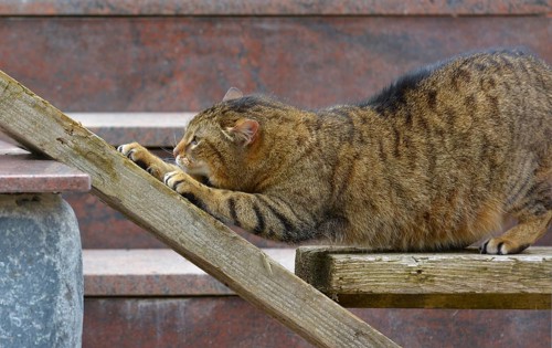 Domestic cat mackerel claws sharpening on wooden board