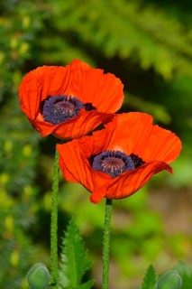 Oriental poppy flowering in the garden