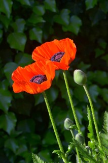 Oriental poppy flowering in the garden
