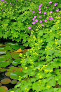 Garden pond